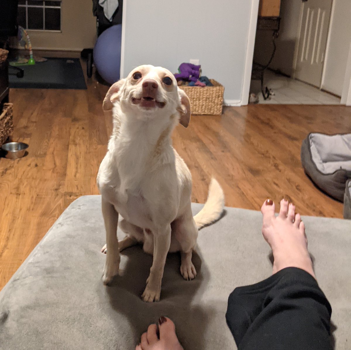 Operation Pets Alive tweet media