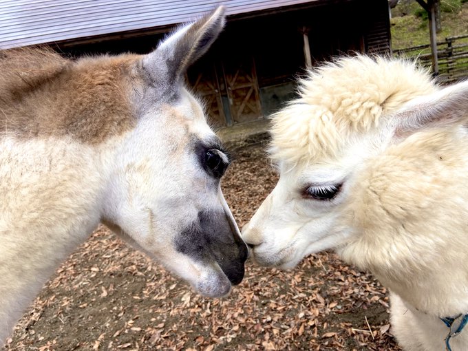 いのこ 高画質 のtwitterイラスト検索結果 古い順 いのこ 高画質 のtwitterイラスト検索結果 古い順