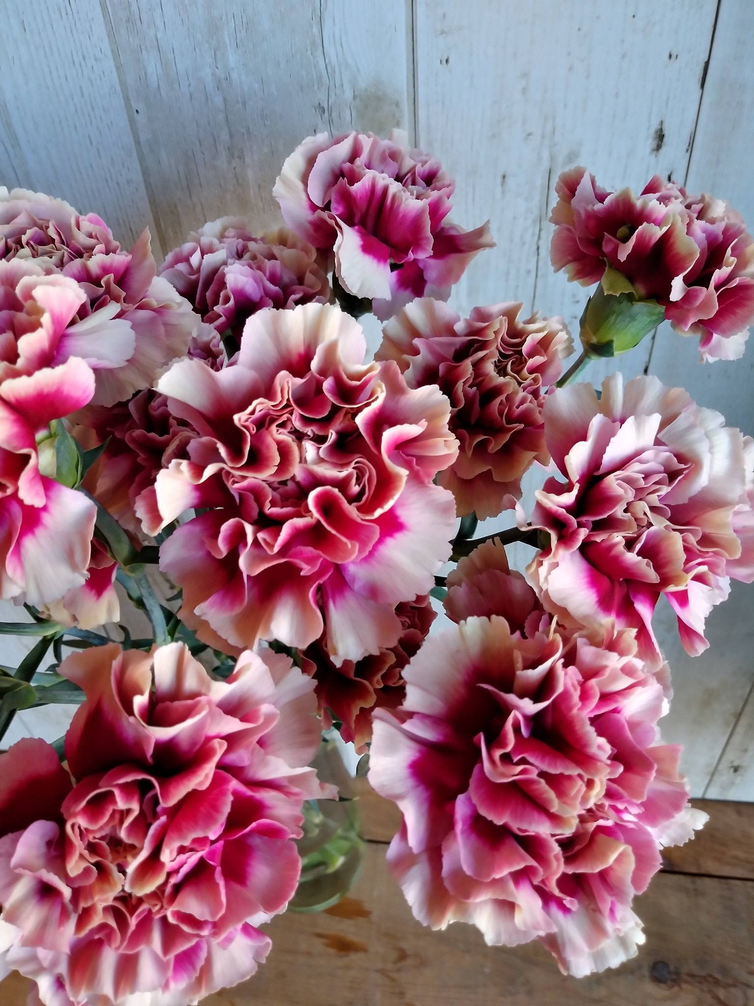 フラワーショップ花夢 サプライズフラワーのギフト専門店 変わった色合いが特徴のカーネーション ハリケーン 複色タイプの カーネーションになります 中心から花びらの先に行くほどベージュのような色に変化していくグラデーションが素敵です