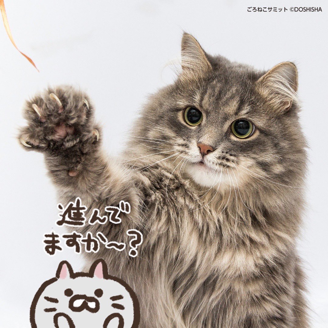 ごろねこサミット イトウ 公式 ６周年 Goroneco Samit Twitter