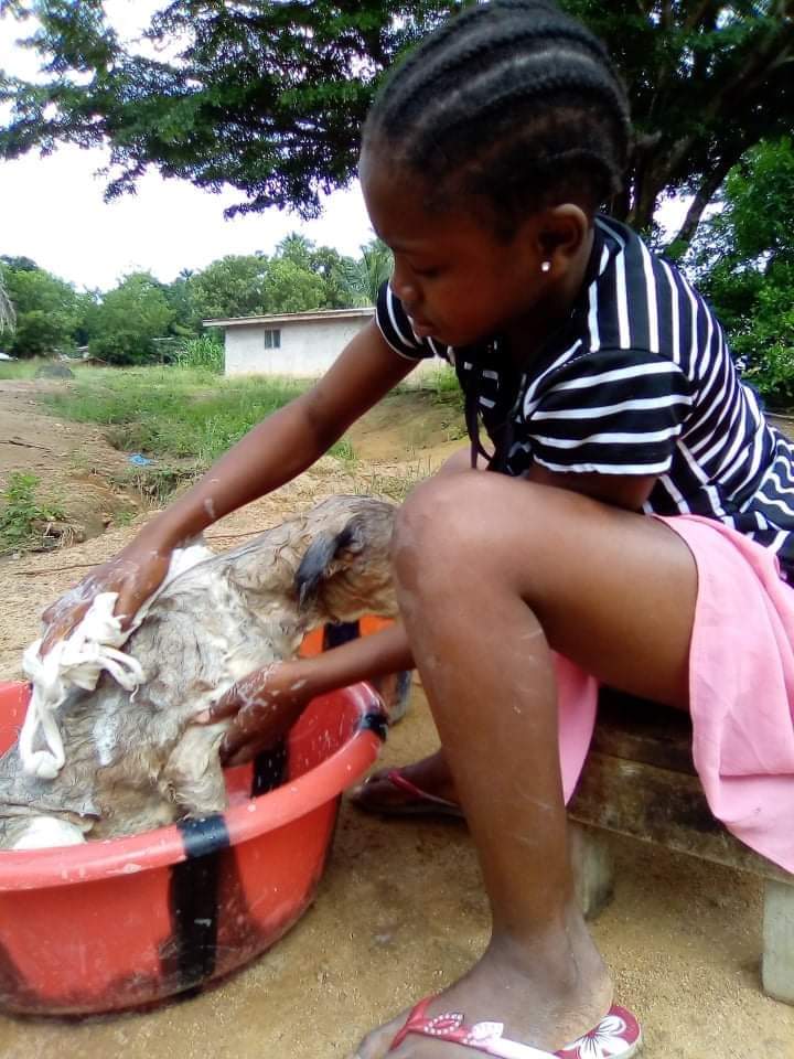 Our #dogwashing program has lot of benefits for both the #dogs and the #people. It helps promote the #ONEHEALTH CONCEPT that contributes to curtailing #diseasetransmission and also helps to cement the love between the dogs and their owners. Help at liberiaanimalwelfaresociety.org