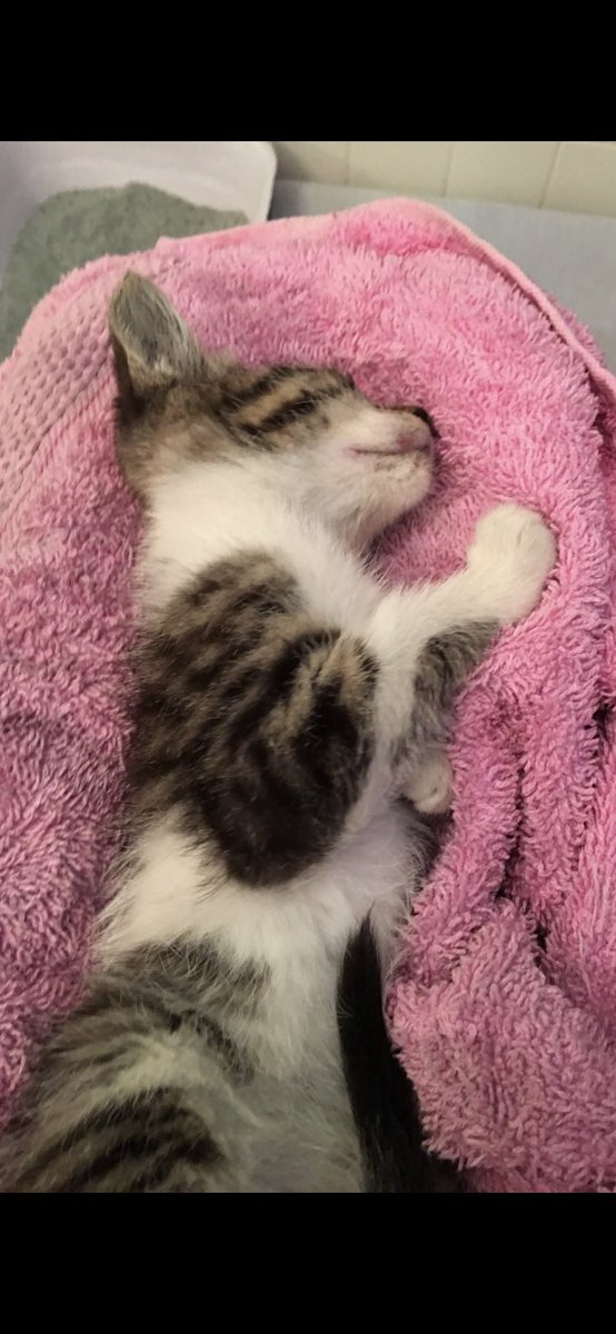 DianeEarnhardt's tweet photo. @cesheldon1 @072jenny God Bless your ❤️!! That little one will treasure you forever! We saved 👇🏻 this little girl .., PITA 👇🏻now.. ❤️😺🐾❤️😺🐾❤️ https://t.co/UVzO51LDvy