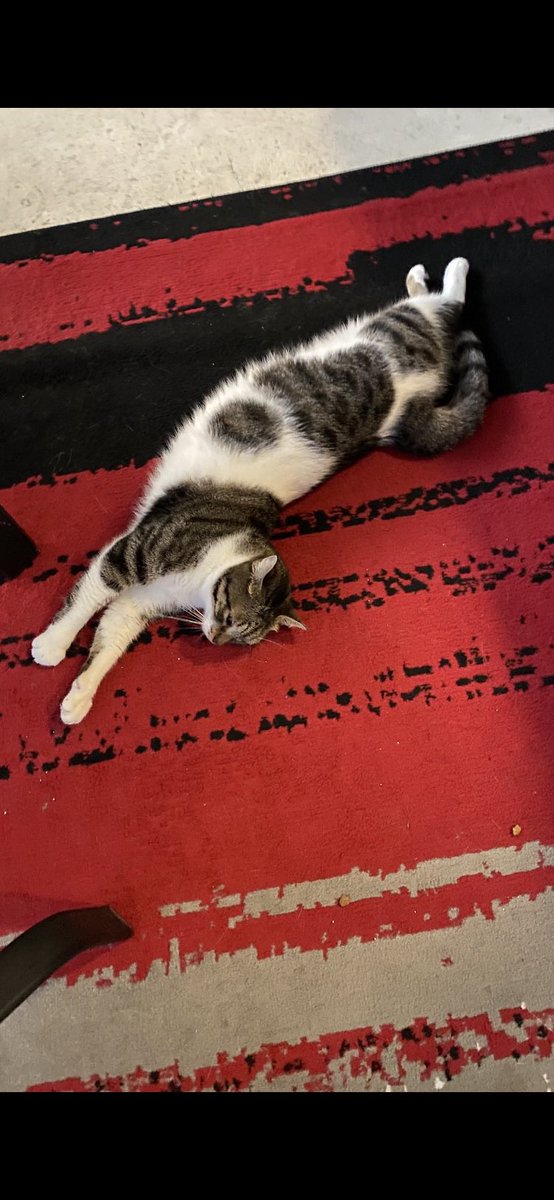 DianeEarnhardt's tweet photo. @cesheldon1 @072jenny God Bless your ❤️!! That little one will treasure you forever! We saved 👇🏻 this little girl .., PITA 👇🏻now.. ❤️😺🐾❤️😺🐾❤️ https://t.co/UVzO51LDvy