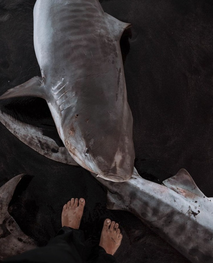 Human trafficking alone is estimated to generate over USD 150 billion in annual profits for criminal enterprises globally. These are actions traditionally considered to be linked to criminal activities, however they have more involvement in fishing than we realise.