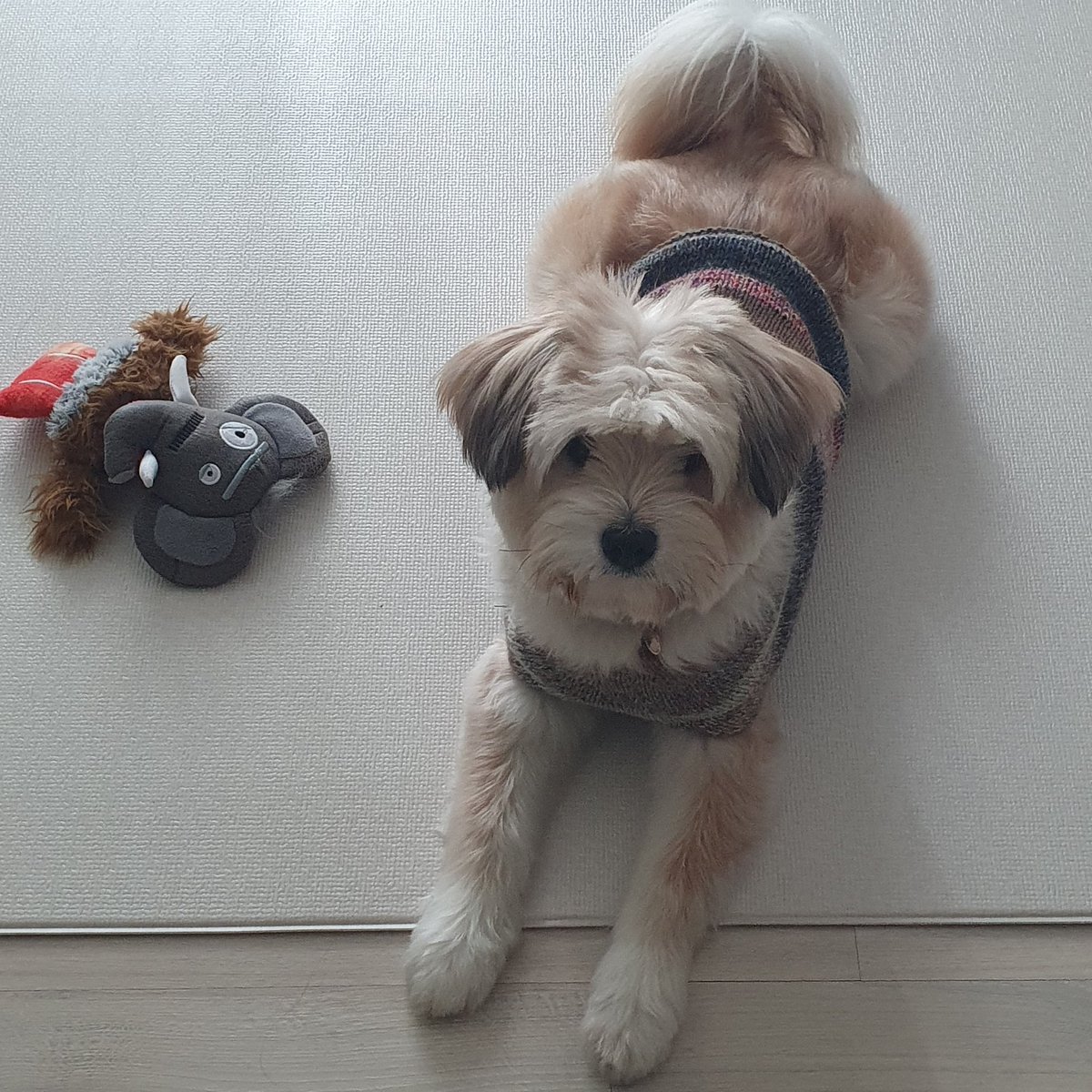 디자인 고르다가 미루고 미루던 강아지 매트 설치 완료