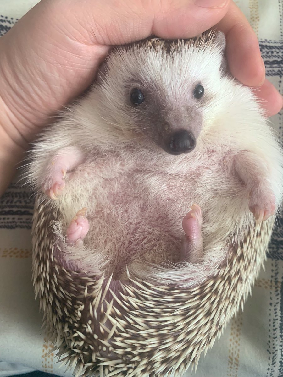 셉입니다. tweet media