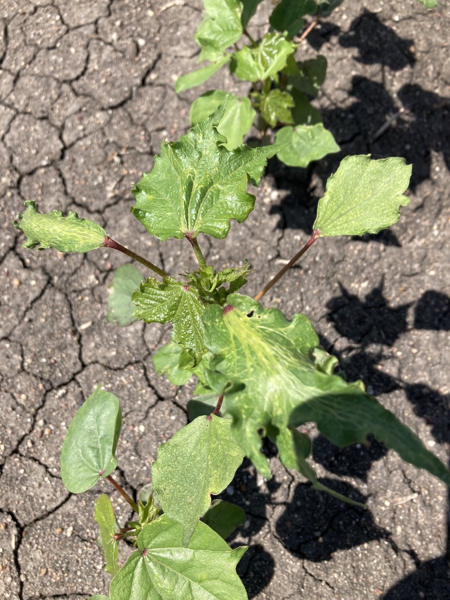 Michael Josh tweet media