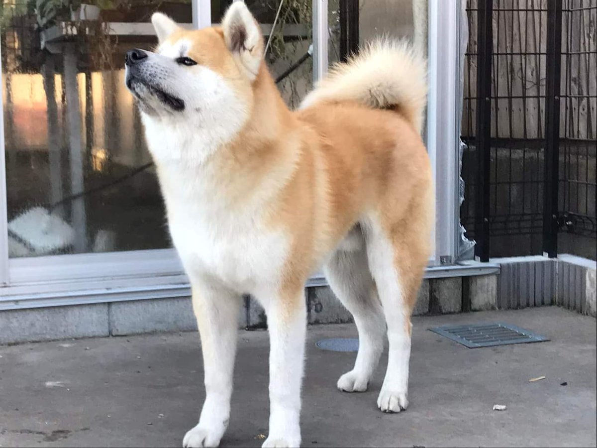 rina_o_xxx's tweet image. そこそこ立派な体つきになってきたかしら？