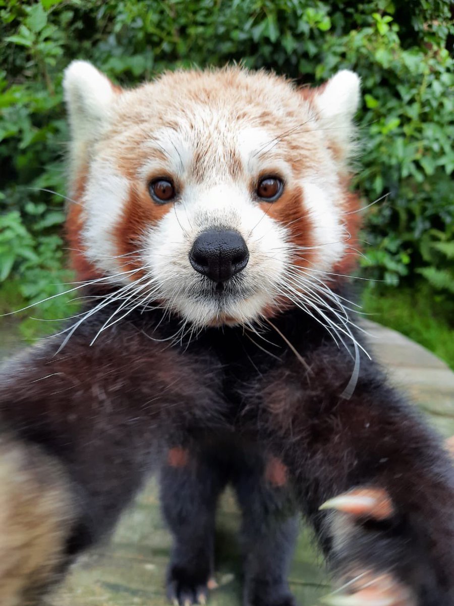 GefMongooseIOM's tweet photo. The island mourns the loss of a national treasure - Kush the Red Panda. He sadly passed on Wednesday 1st December at only 8 years old. He was a character and will be sorely missed.

Photo credit: Sarah Teare-Kermeen https://t.co/lbdLXTVRHY