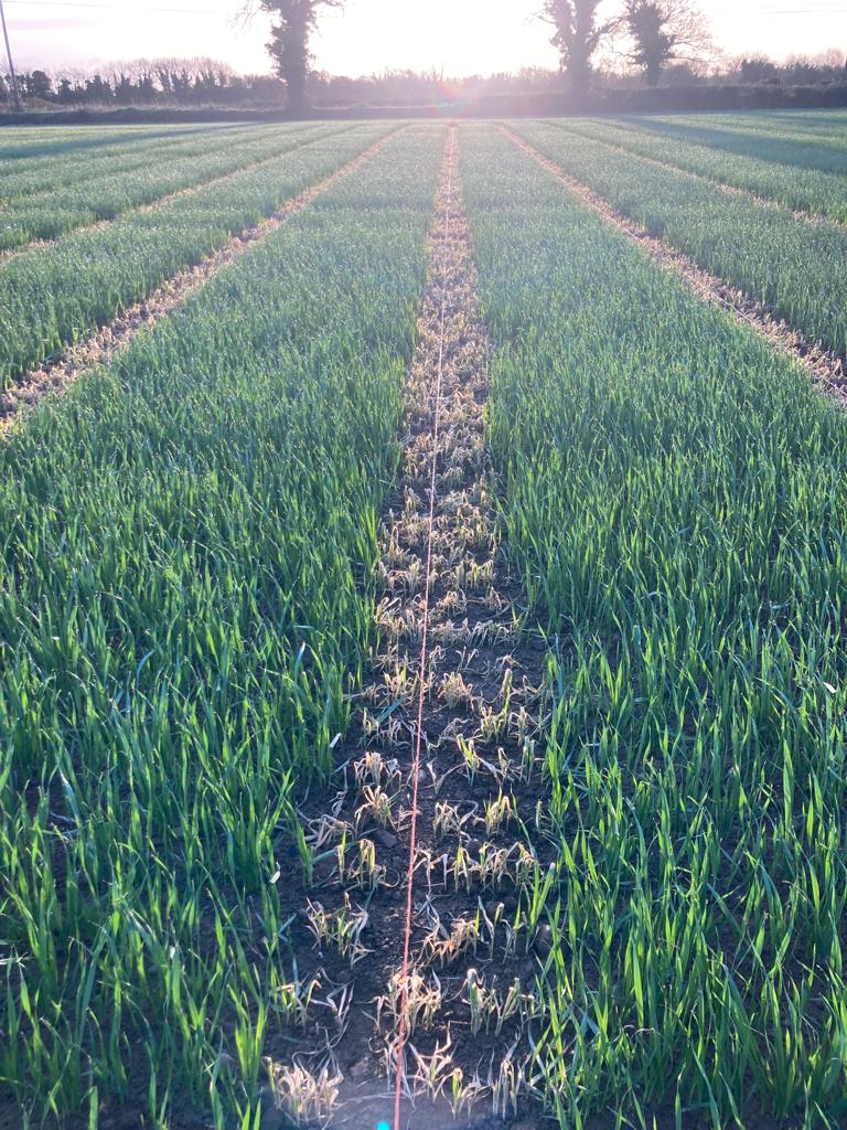 Our trial site 02/12/2021