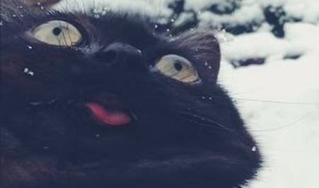 面白猫画像 Twitter Search Twitter