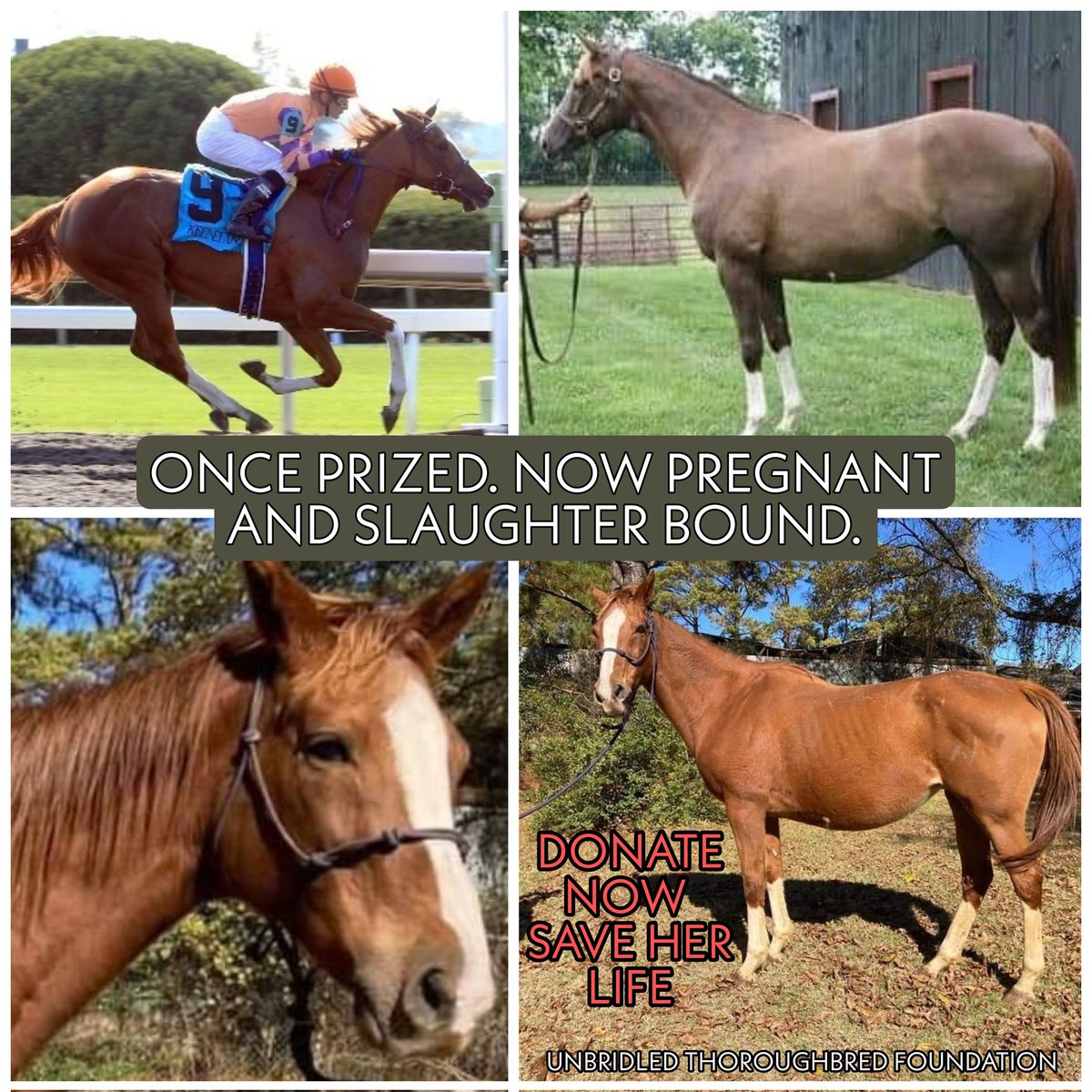 UnbridledTBF's tweet photo. USE THE LIFESAVING POWER OF YOUR SUPPORT TO SAVE THIS YOUNG MARE &amp; HER UNBORN FOAL 🐴💕 BE a lifeline TODAY. Every💲is a precious gift of life.
DONATE NOW: https://t.co/loPXBlpX89
VENMO: @UnbridledHorses
MAIL: UTF, POB 122, Greenville, NY 12083
TEXT “UTF” to 44321 https://t.co/V8UaKvVnMm