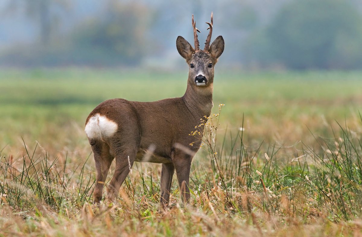 BritishDeerSoc's tweet photo. Are you interested in completing your DSC1? We have spaces available on our course at Holkham Estate. The course runs from May 13th, 2022 - May 15th, 2022.
Book your place here: https://t.co/ZpKx5LXcnf
#deer #deerstalking #hunting #DSC1 #training https://t.co/B4ba2Eai51