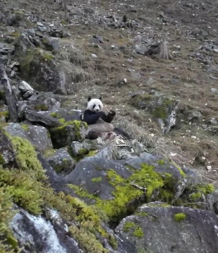 pandas_fr's tweet image. 🐼🦌 Un #panda sauvage se nourrissant d&apos;os de #takin observé par des rangers de la réserve naturelle de #Foping (monts #Qinling) ⤵️
panda.fr/un-panda-sauva…