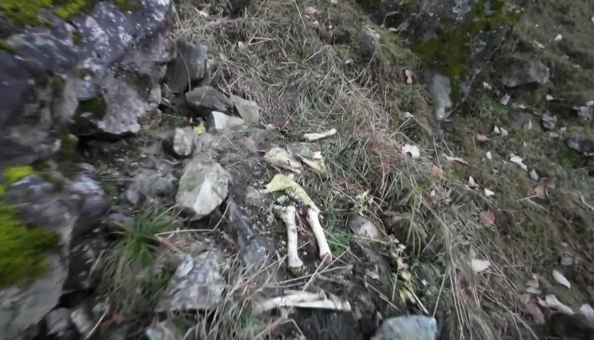 pandas_fr's tweet image. 🐼🦌 Un #panda sauvage se nourrissant d&apos;os de #takin observé par des rangers de la réserve naturelle de #Foping (monts #Qinling) ⤵️
panda.fr/un-panda-sauva…