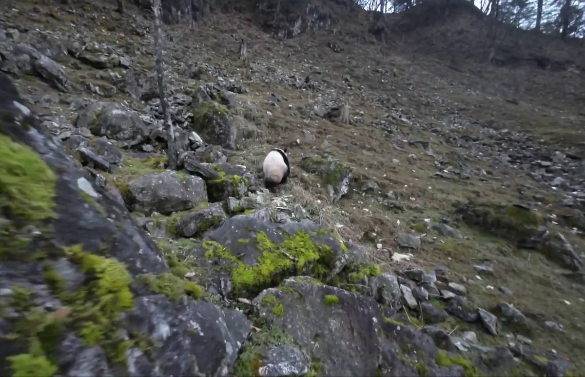 pandas_fr's tweet image. 🐼🦌 Un #panda sauvage se nourrissant d&apos;os de #takin observé par des rangers de la réserve naturelle de #Foping (monts #Qinling) ⤵️
panda.fr/un-panda-sauva…