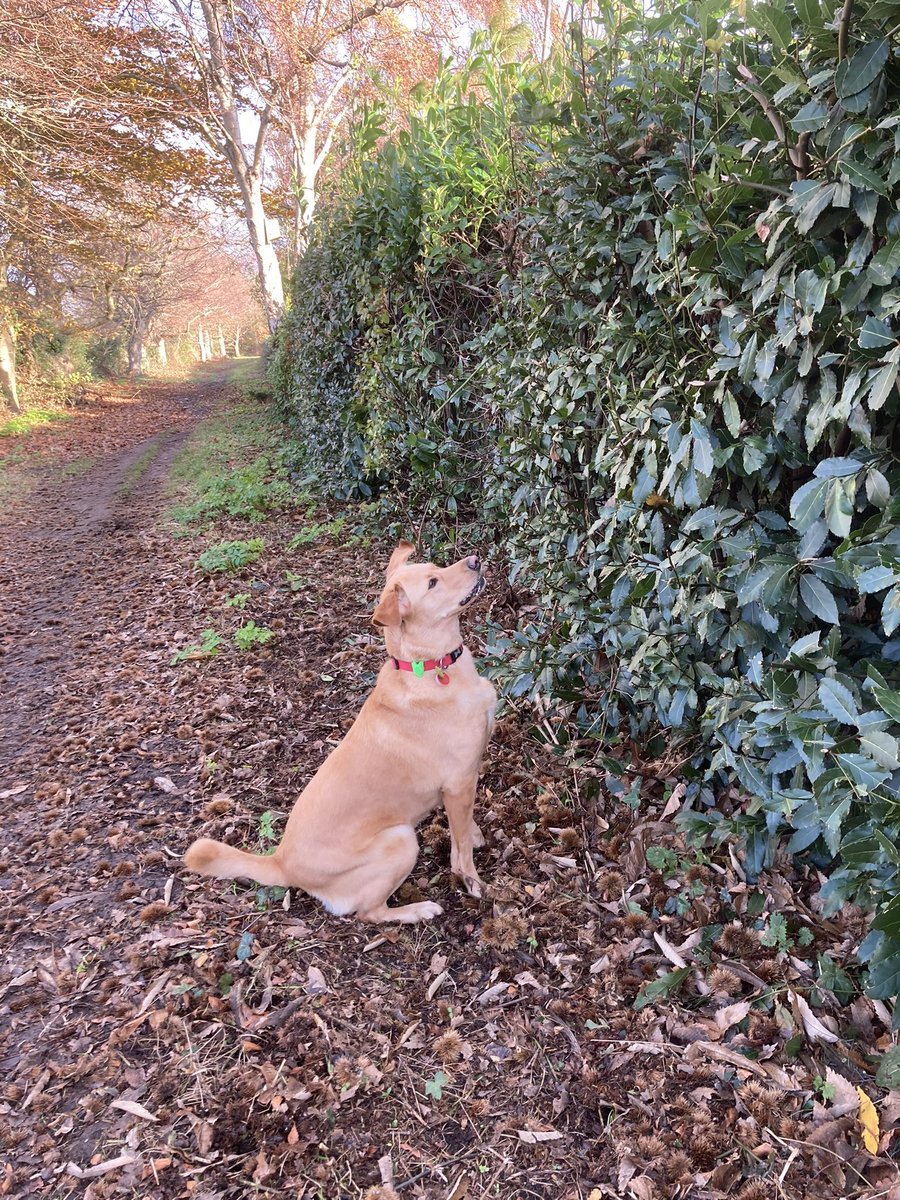 PeterRobinMason's tweet photo. Walked Honey along the old railway line yesterday, a walk she likes because we can let her off the lead AND the are squirrels, and as we all know, these have to be investigated. https://t.co/Ol9gEpvD9j