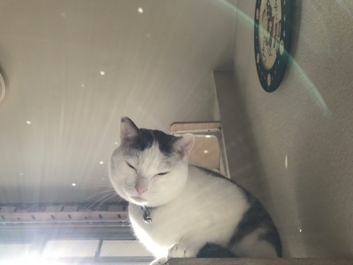 BalanceofBandB's tweet photo. うちの猫
宇宙から豊かさのエネルギー受け取っています✨💫🐈 https://t.co/hymb00Innb