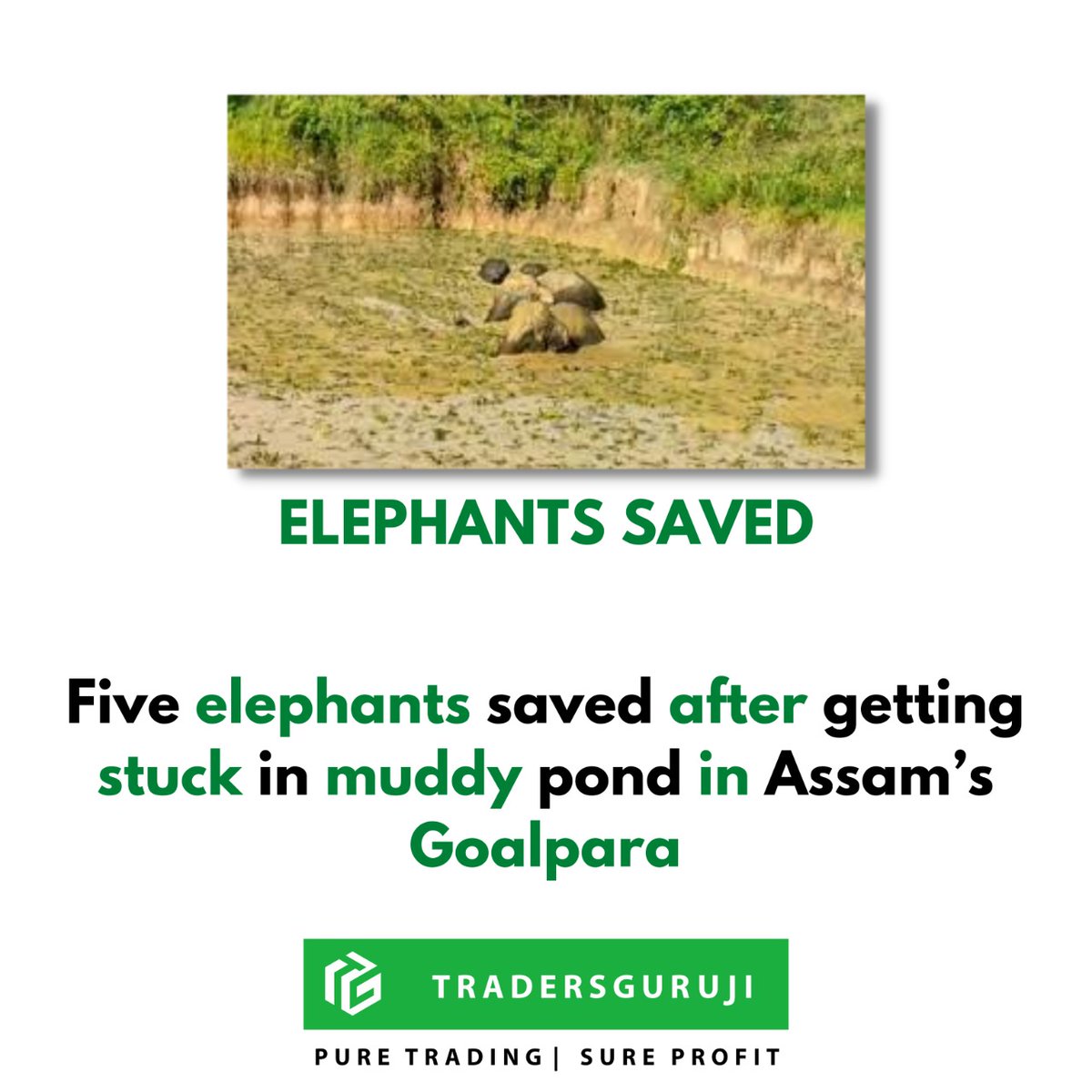 Tradersguruji_'s tweet photo. Five elephants saved after getting stuck in muddy pond in Assam’s Goalpara.
.
.
Follow 👉 @tradersguruji
.
.
#cspattnaik #Tradersguruji #Tg #Tgguruji #gurujitrader #strockmarketguruji #cstradersguruji #cstrader #csguruji #pattnaikguruji #money #trading #millionaire #forex https://t.co/OHEAqCMuSF