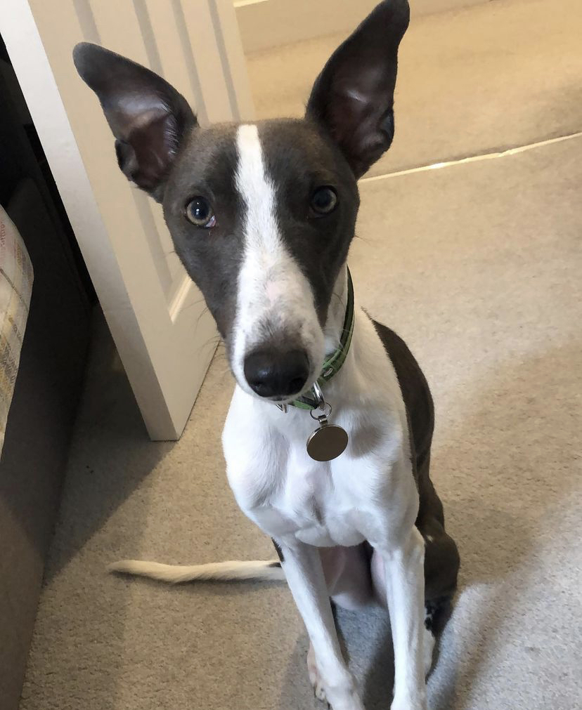 balhamnewsie's tweet photo. #DogsOfBalham What a cutie! Vinnie the whippet @whippetsofwandsworth (Instagram) lives in Balham and would love to find some whippet friends to run around on the common with! #Balham https://t.co/HuLUcswXeN