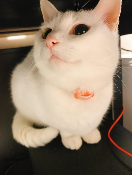 愛猫ミルクさんと暮らし始めて1年…🐈🍼✨最近はマウスをクリックするの手伝ってくれるし肉球で文字打ちのアシスタントするのも得意だし原稿詰まってたら猫ぱんちで叱咤激励してくれる 