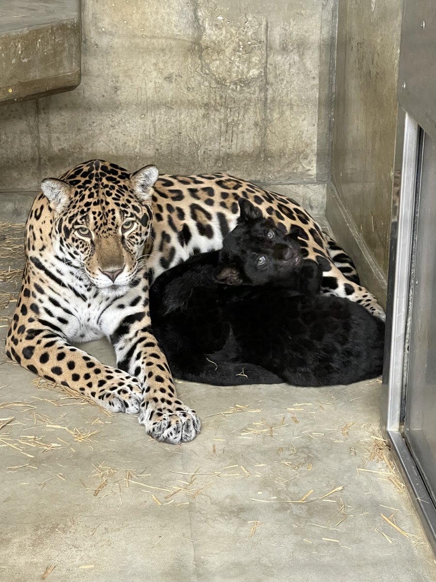 ジャガーに会える動物園 12か所 一覧とニュースまとめ 22年 Zoo Zoo Diary