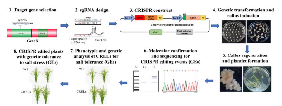 Biology_MDPI's tweet photo. Genetic, Epigenetic, Genomic and Microbial Approaches to Enhance Salt Tolerance of Plants: A Comprehensive Review https://t.co/DZd98EovX9 #mdpibiology via @Biology_MDPI @bitspilaniindia @CSIR_NEIST @RiceIcar @ICRISAT @uwanews @MurdochUni
#salinity_stress #genomics_breeding https://t.co/ou6k5kTiTa