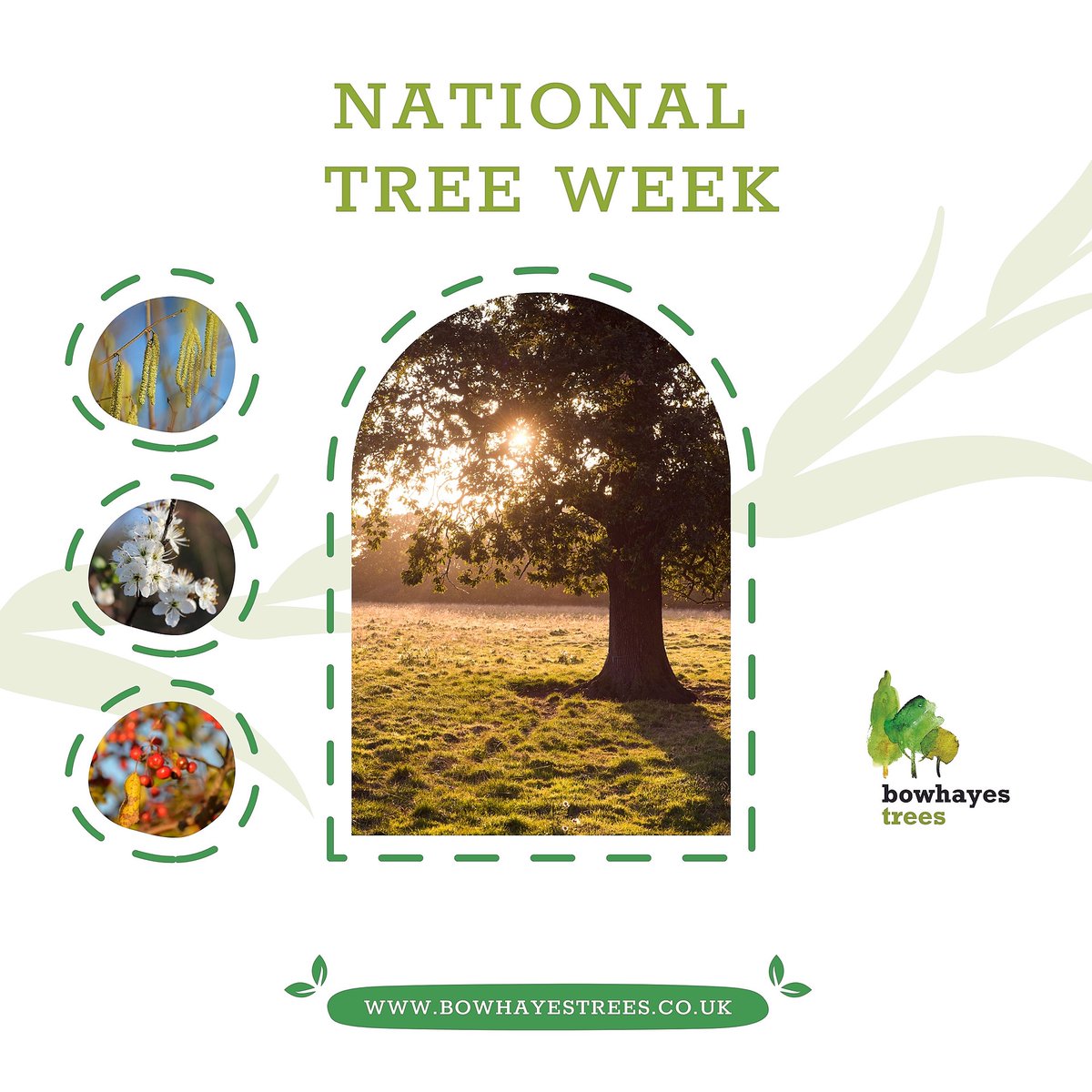 bowhayestrees's tweet image. Native species such as Oak and Maple are two of the most efficient trees for storing carbon due to their large surface area and long life.

𝐒𝐡𝐨𝐩 𝐧𝐨𝐰: bit.ly/3FWRFpe

#nationaltreeweek #nationaltreeweek2021 #plantatree #plantatreechallenge #plantatreetoday