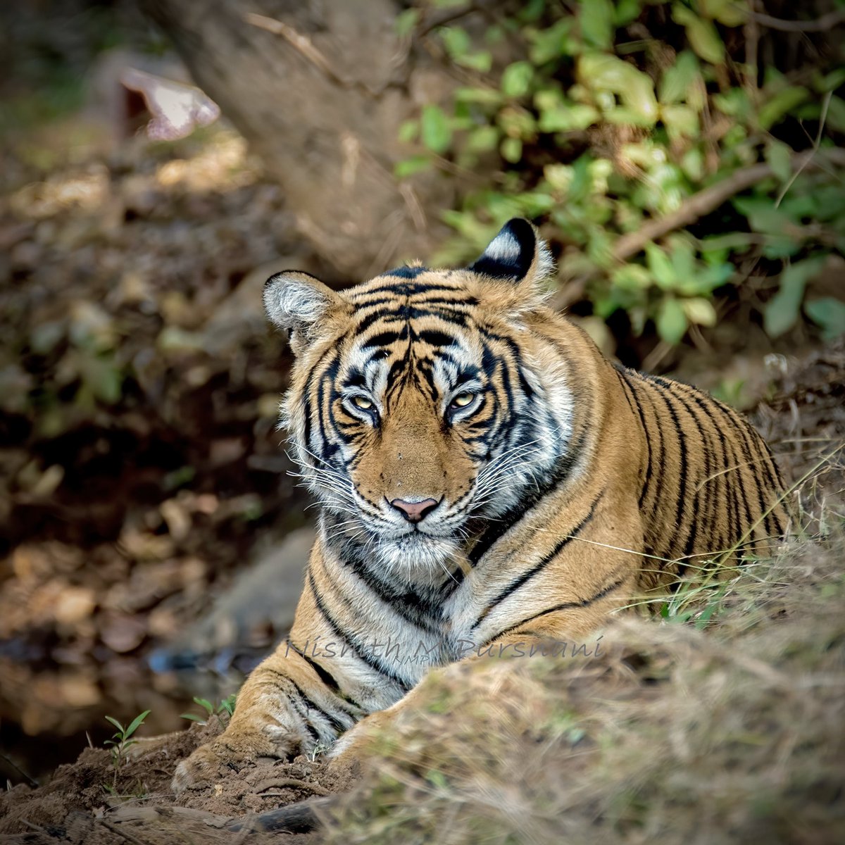 🐯 ❤️

 #AnythingButBirds #IndiAves 
—————————————
#tiger #tigerlovers #Ranthambhore 🇮🇳 #Nikon #Eyes #look #BBCWildlifePOTD #nature #wildlife #wild #safari #IncredibleIndia #discovery #natgeoyourshot #natgeo #animals #wildlifephotography #twitternaturecommunity #insta #lol #nmp