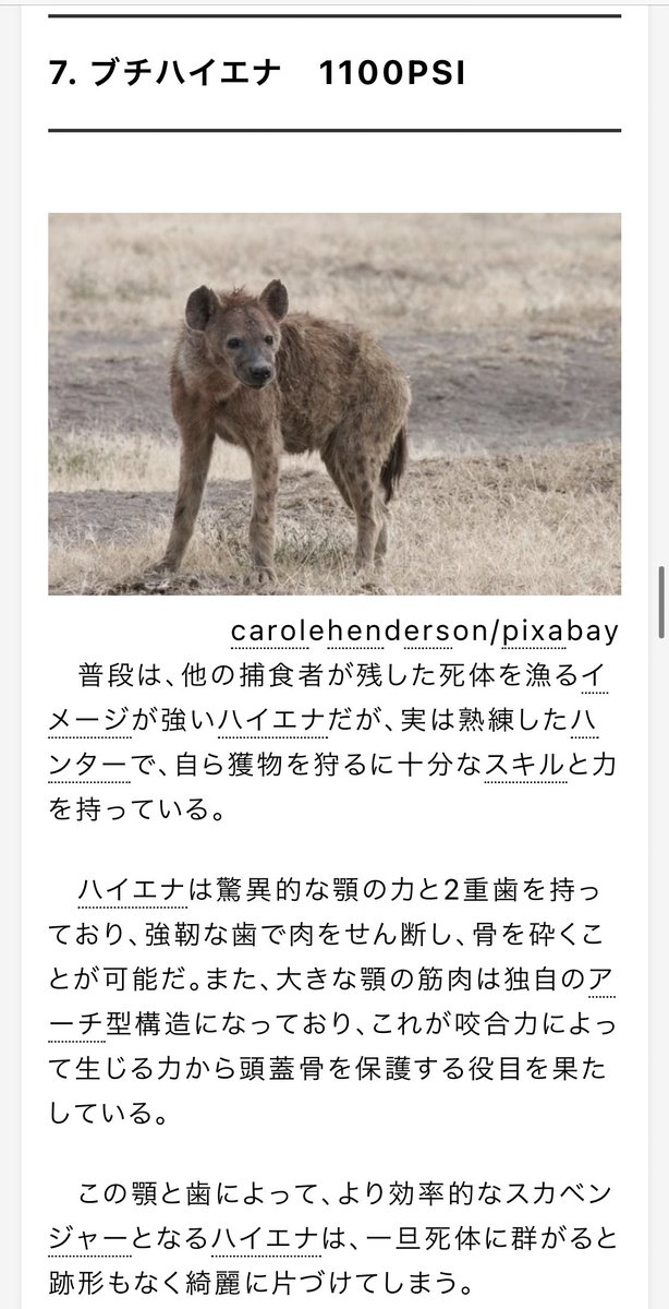 ハイエナの咬合力の半分以下やん…ライオン… 