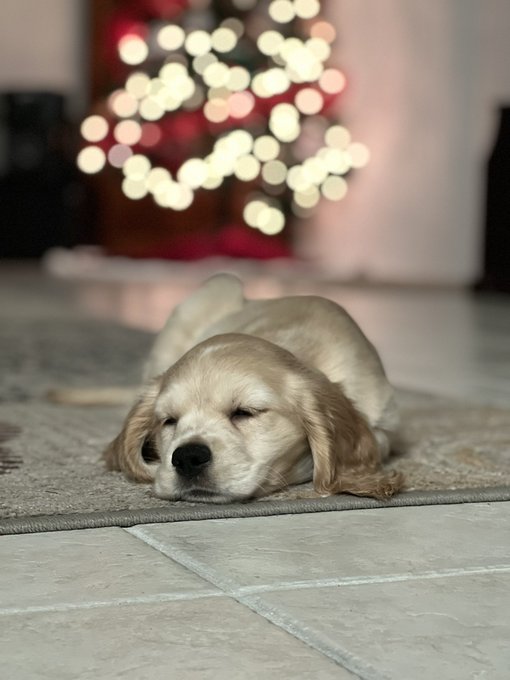 2 pic. Say HELLO to my Niece’s New Puppy, Liberty! 🗽😍🤍🐶🐾🥰 got her for Christmas from #AllAboutPuppies