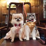 ツイートに含まれる画像