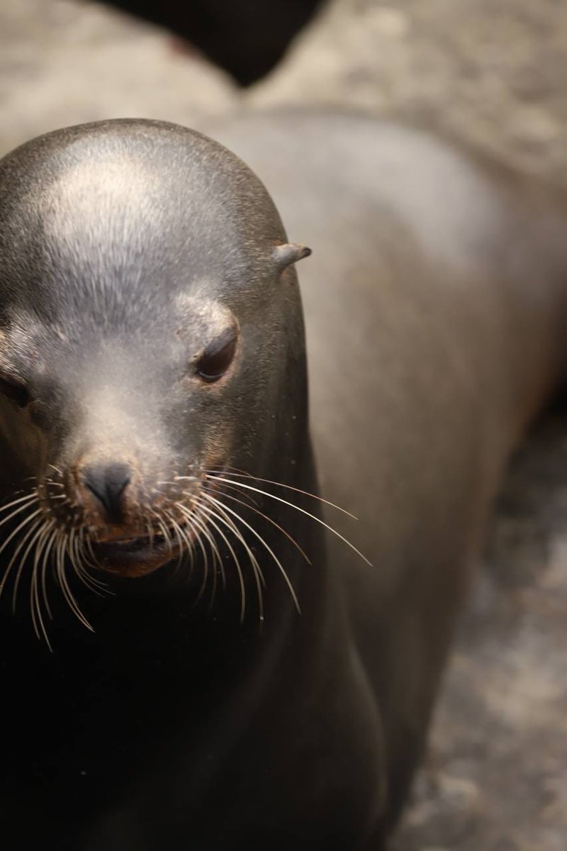 ExplorOff's tweet image. Tell me you ❤️ Cali without telling me you love Cali. I’ll go first!

#CaliforniaAdventure #wildlife #cute