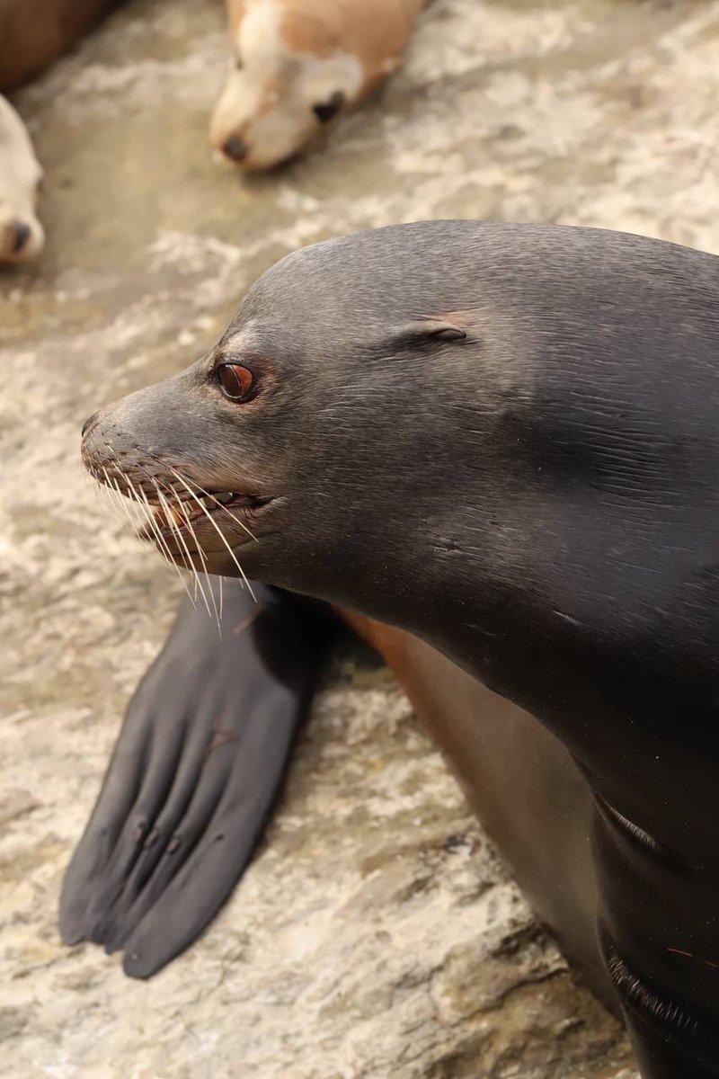 ExplorOff's tweet image. Tell me you ❤️ Cali without telling me you love Cali. I’ll go first!

#CaliforniaAdventure #wildlife #cute