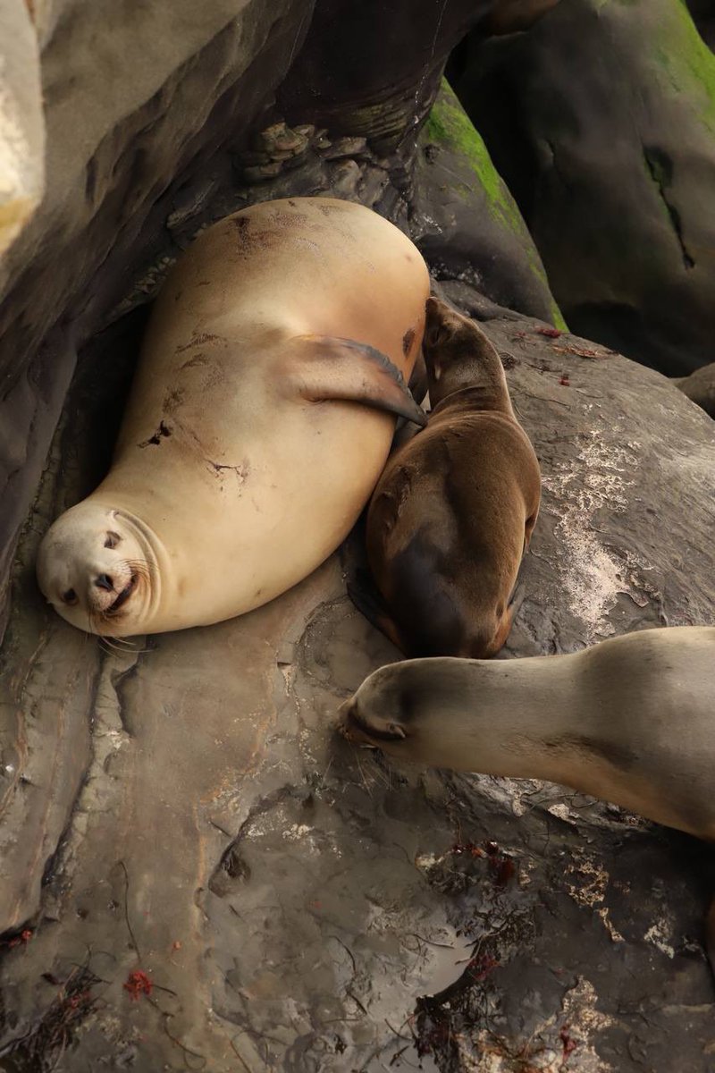 ExplorOff's tweet image. Tell me you ❤️ Cali without telling me you love Cali. I’ll go first!

#CaliforniaAdventure #wildlife #cute