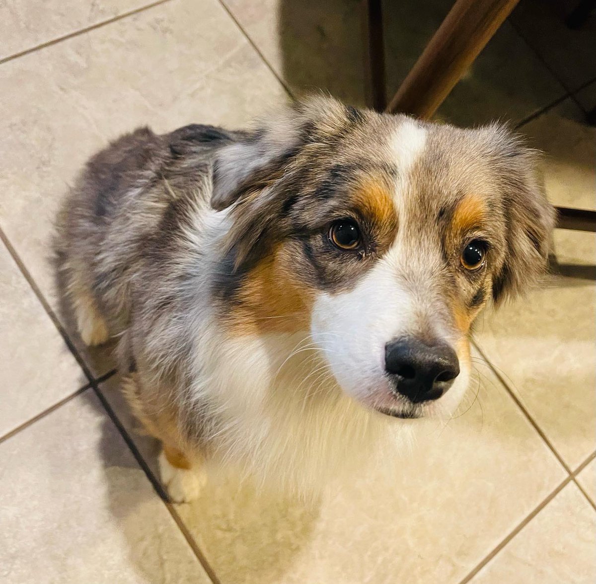 BarkBustersPhx's tweet photo. These #miniaussie dogs needed #BarkBustersPhoenix help with barking, leash manners, and front door manners. They are doing very well after just one lesson. #australianshepherd #dogtraining #dogtrainernearme https://t.co/cjxbKeIKGN
