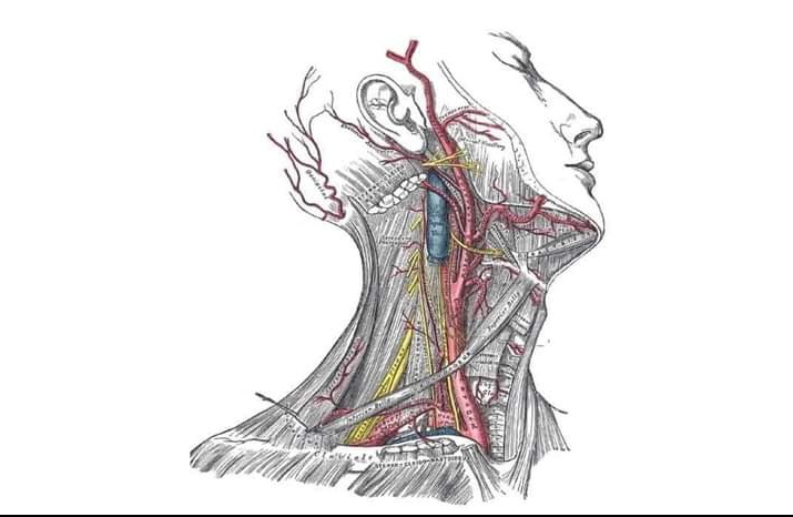 Сонные артерии на шее человека фото