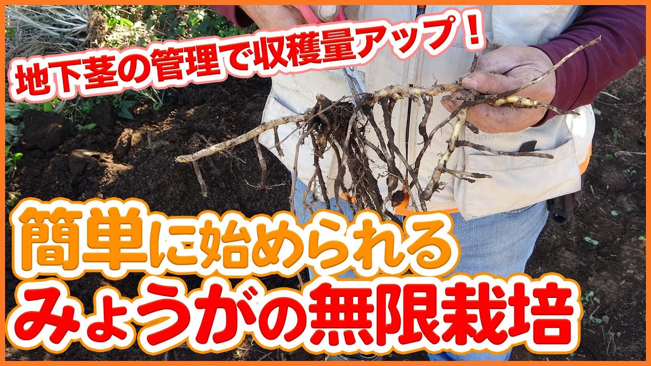 シェア畑 サポート付き貸し農園 今回の Youtube は 一度植えたら何度も収穫出来る ミョウガ の栽培方法を紹介します 株分けの方法まで徹底解説 T Co Ajp9kvpomy 家庭菜園 農園 ミョウガ栽培 茗荷 育て方 栽培 シェア畑 農業 野菜