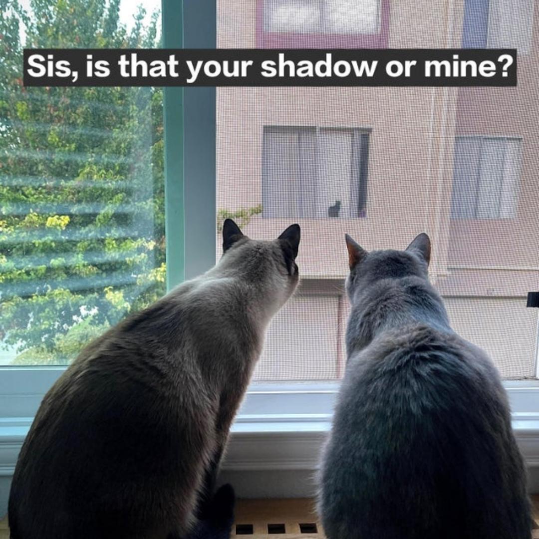 azim_freelancer's tweet image. My cats v.s. Neighbor’s #black cat
#cat 
@azim_freelancer
#cateyes #catlife #cats #bebek #catlovers #catlover #Freelancerazim #RHOC