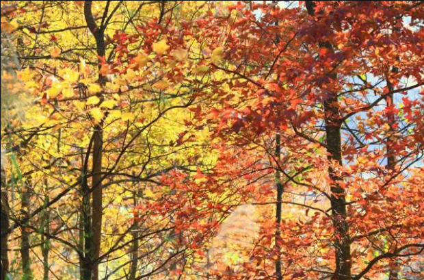 Splendors_of_GX's tweet photo. The Debao Red Maple Forest Park is known as "the Paradise of Red maple in south China". The best viewing period is from late Nov to late Dec. Red and yellow leaves cover all over the mountains. Why not plan a trip to #Debao and enjoy the scenery in #Guangxi's winter? #WinterTour https://t.co/HVlIze4KmD