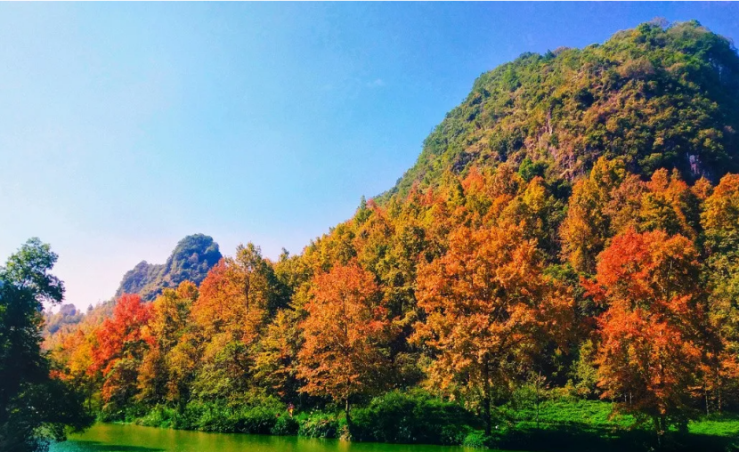 Splendors_of_GX's tweet photo. The Debao Red Maple Forest Park is known as "the Paradise of Red maple in south China". The best viewing period is from late Nov to late Dec. Red and yellow leaves cover all over the mountains. Why not plan a trip to #Debao and enjoy the scenery in #Guangxi's winter? #WinterTour https://t.co/HVlIze4KmD