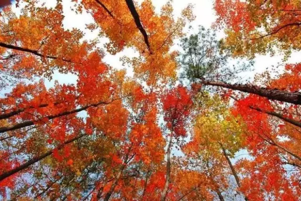 Splendors_of_GX's tweet photo. The Debao Red Maple Forest Park is known as "the Paradise of Red maple in south China". The best viewing period is from late Nov to late Dec. Red and yellow leaves cover all over the mountains. Why not plan a trip to #Debao and enjoy the scenery in #Guangxi's winter? #WinterTour https://t.co/HVlIze4KmD