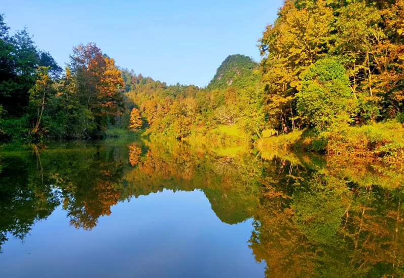Splendors_of_GX's tweet photo. The Debao Red Maple Forest Park is known as "the Paradise of Red maple in south China". The best viewing period is from late Nov to late Dec. Red and yellow leaves cover all over the mountains. Why not plan a trip to #Debao and enjoy the scenery in #Guangxi's winter? #WinterTour https://t.co/HVlIze4KmD