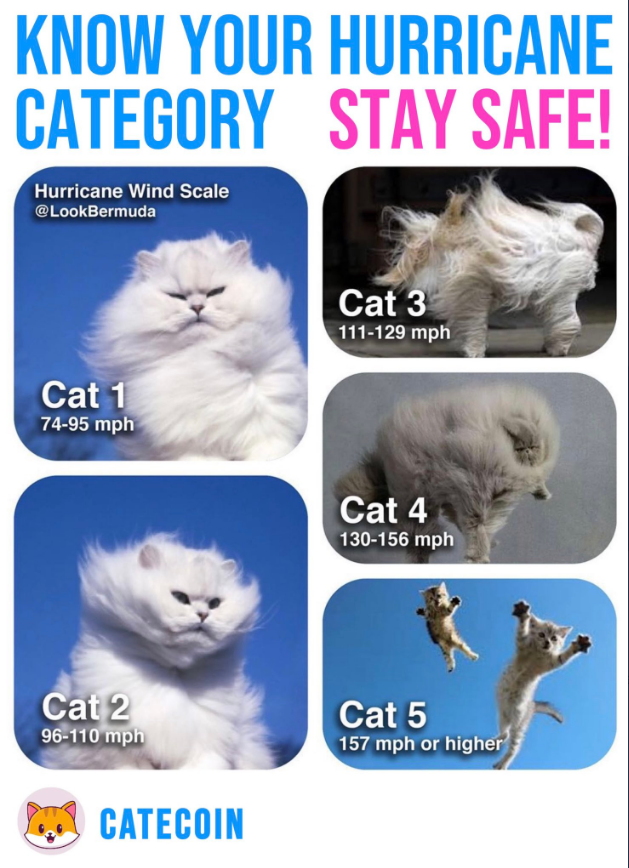CateCoin tweet media