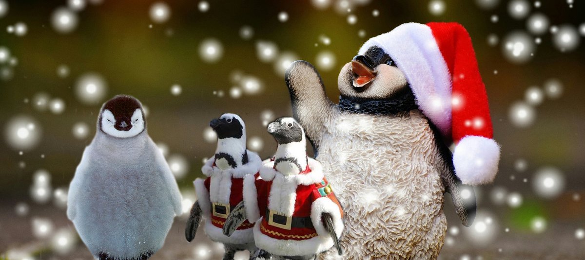 North_Pole_City's tweet photo. 🎄 Pet Penguins 
A pet penguin could possibly be better than a dog! However, they are difficult, and expensive to acquire. Some of the most amazing pet penguins are Santa Claus's paranormal ... https://t.co/1Dg291V6Ua #Christmas #SantaClaus #Xmas #Supernatual #Fantasy https://t.co/pRYqZufWdf