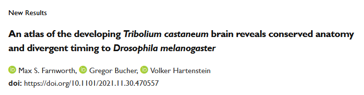 max_farnworth's tweet photo. IT’S OUT (on bioRxiv), with @bucher_lab and Volker Hartenstein: https://t.co/ENWhiw4sU5 https://t.co/0i4NsHVGFz