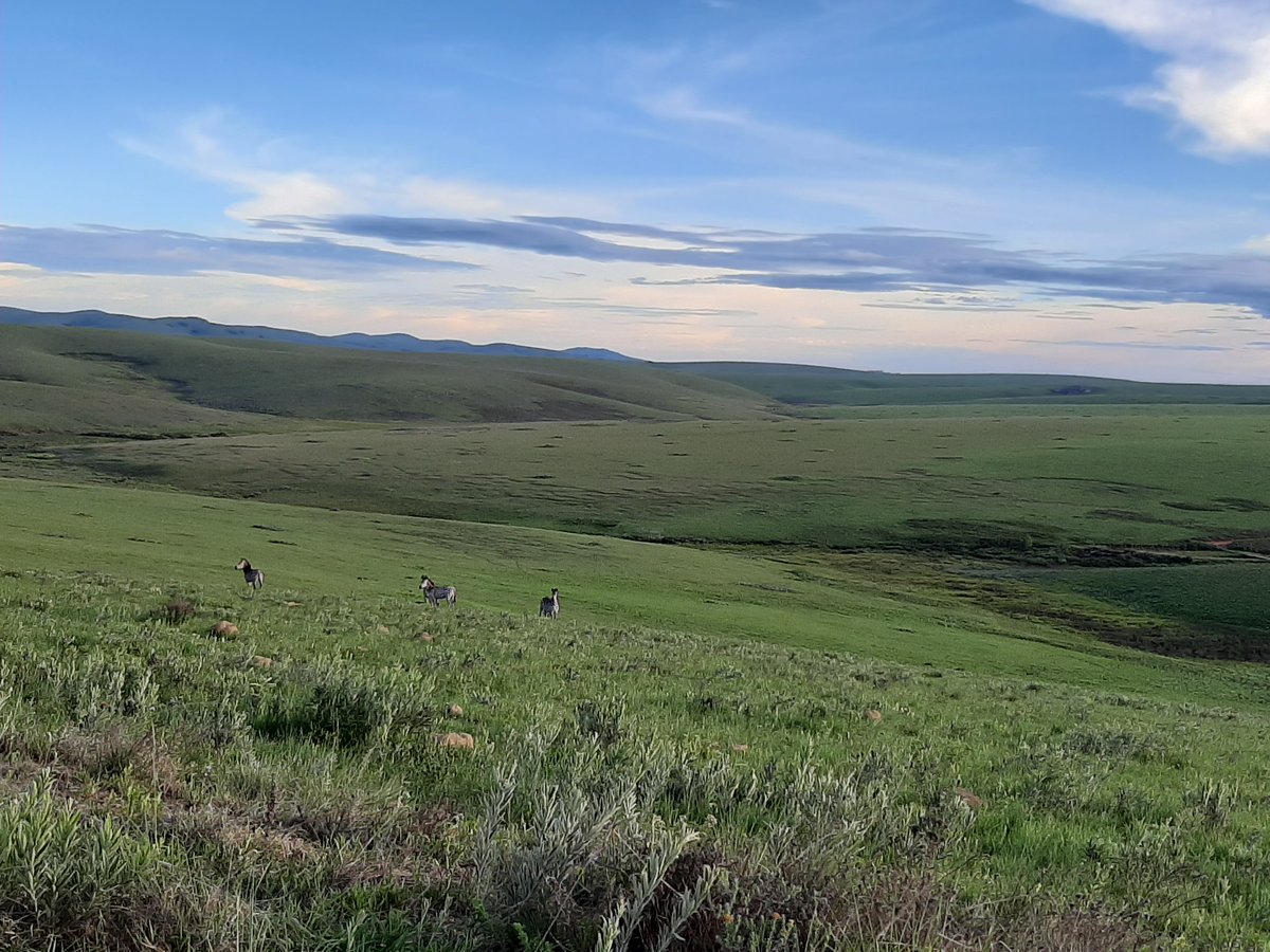TourismMalawi's tweet photo. Nyika National park has some of the most breathtaking views in #Malawi 
#bestintravel2022
#lovemalawi https://t.co/ZGONWhyK46