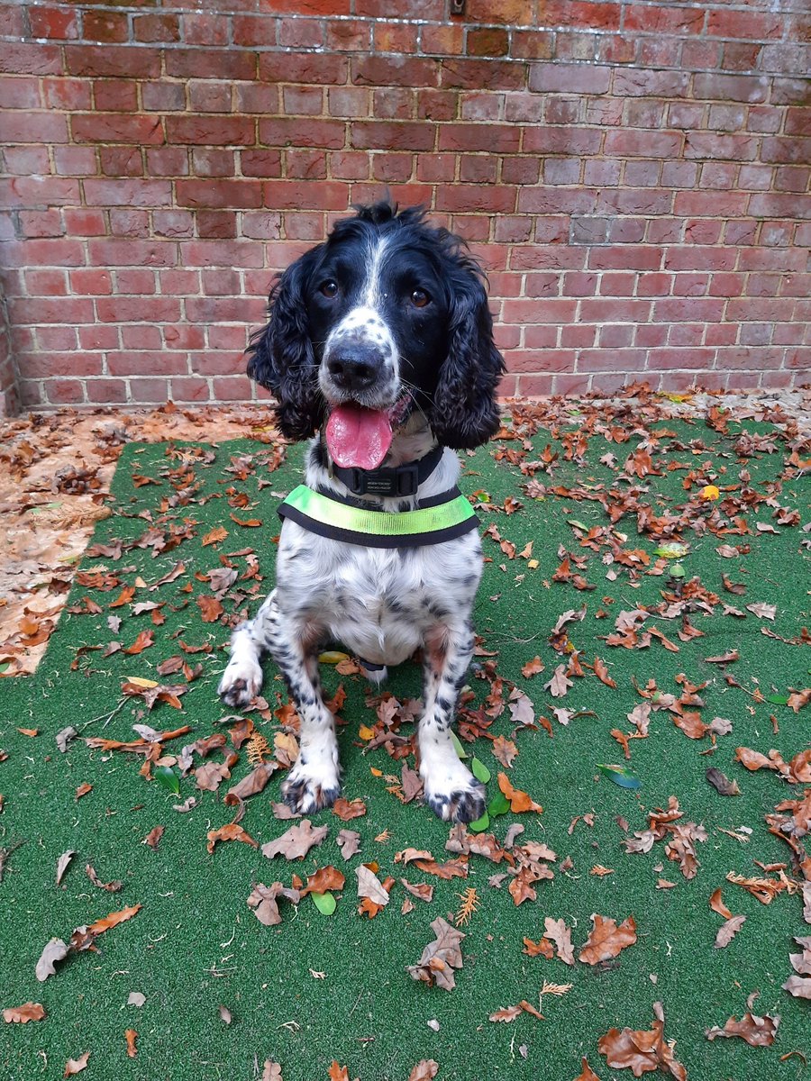 HantsTVPolDogs's tweet photo. PD Patch assisted with a search warrant this morning in the New Forest.
Early start at 0400, so time for a walk and some breakfast.
#specialistsearchdog #TeamPatch #Policedog https://t.co/Rpdrh0mPP6