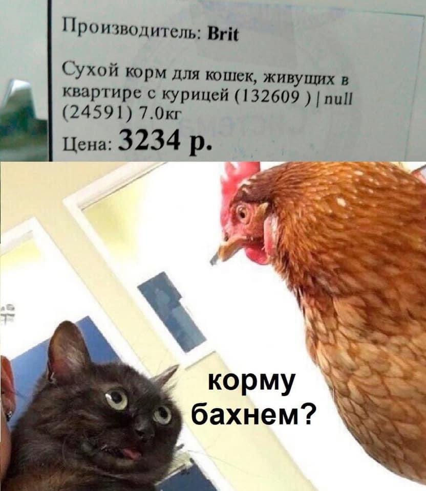 the_shimponavt's tweet photo. Случай в животном мире https://t.co/m8fchARNfl