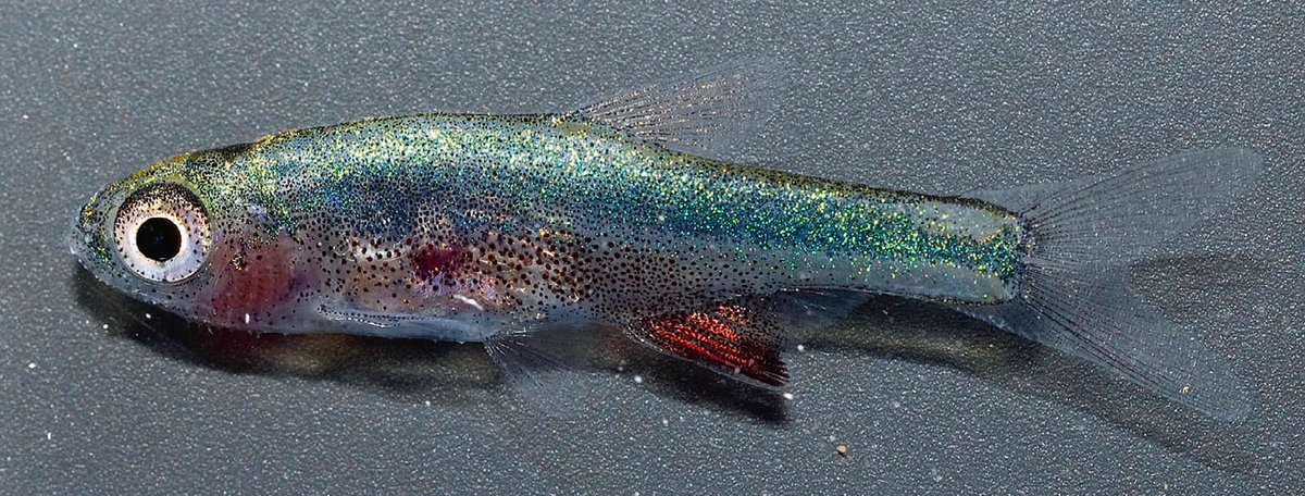 Varanussalvator's tweet photo. #FishABC: S is for Sundadanio. Also #FishEponym, since this genus was named for the Greater Sunda Islands, which include Sumatra &amp; Borneo, where these tiny fishes have been found. At first, only a single species, Sundadanio axelrodi, was known.

📷: Conway et al. (2011) https://t.co/oFRJpMPKF1
